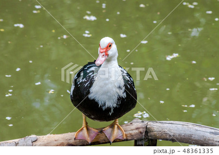 Muscovy duck (Cairina moschata) sitting near pond 48361335