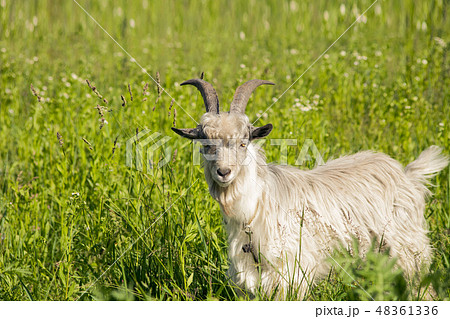 Horned goat grazing on spring green meadow 48361336