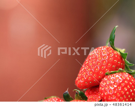 いちご イメージ 48361414
