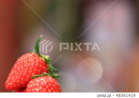 いちご イメージ 48361419