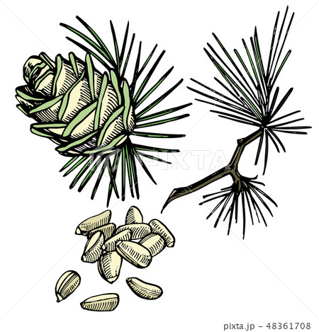 Pine nuts and cedar cone hand drawn illustration. Pine nuts and cedar cone hand drawn illustration. 48361708