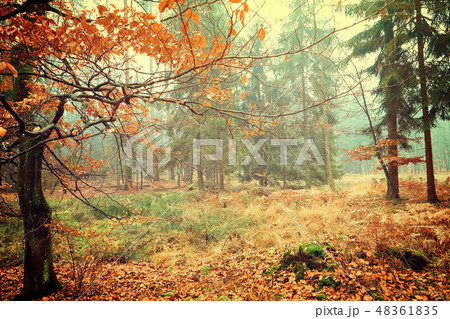Vintage photo of autumn forest 48361835