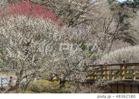 満開の梅　　熱海梅園 48362580