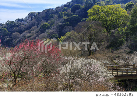 満開の梅　　熱海梅園 48362595