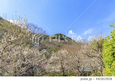 満開の梅　　熱海梅園 48362608