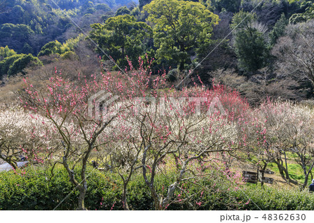 満開の梅　　熱海梅園 48362630