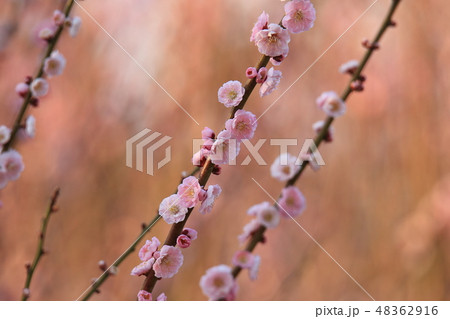 大牟田市 普光寺 梅の花、 大牟田市 普光寺 梅の花、 48362916