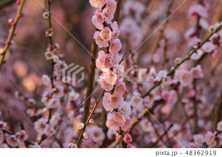 大牟田市 普光寺 梅の花、 大牟田市 普光寺 梅の花、 48362919