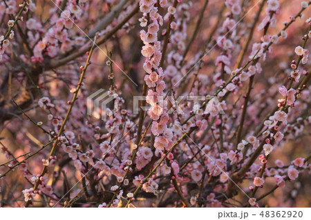 大牟田市　普光寺　梅の花、 48362920