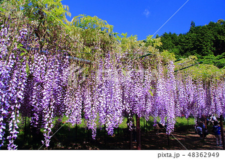 白毫寺(ﾋﾞｬｸｺﾞｳｼﾞ)に咲く九尺ふじ（兵庫県丹波市） 48362949