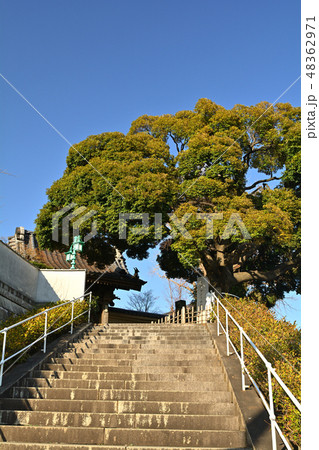 横浜・本覚寺 横浜・本覚寺 48362971