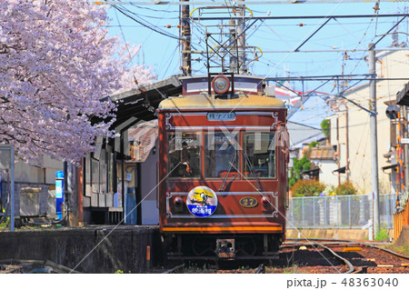 満開の桜に囲まれた龍安寺駅に停車中のモボ21形 満開の桜に囲まれた龍安寺駅に停車中のモボ21形 48363040