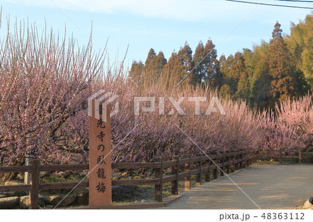 大牟田市　普光寺　梅の花、 48363112