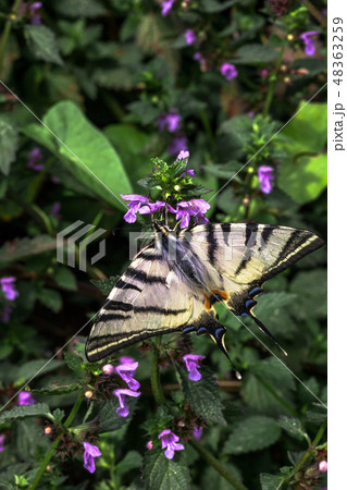 Scarce swallowtail butterfly on Lamium flower 48363259