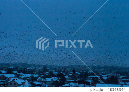 Flock of birds black silhouettes flying in sky Flock of birds black silhouettes flying in sky 48363344