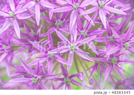 Macro texture purple Allium hollandicum flower Macro texture purple Allium hollandicum flower 48363345