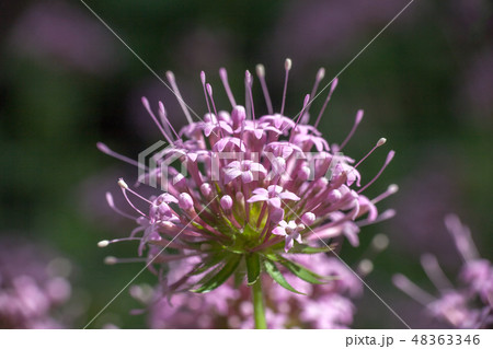 Phuopsis stylosa pink flower, selective focus Phuopsis stylosa pink flower, selective focus 48363346