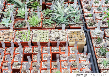 Lot of cactus and succulent in pots sale Lot of cactus and succulent in pots sale 48363777