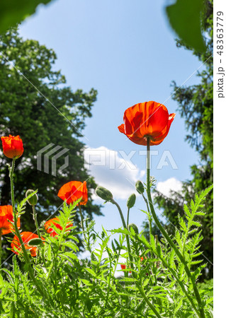 Red poppies flowers growth in summer garden Red poppies flowers growth in summer garden 48363779