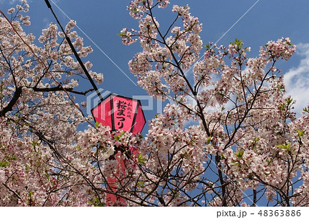 和歌山城・桜まつり 和歌山城・桜まつり 48363886