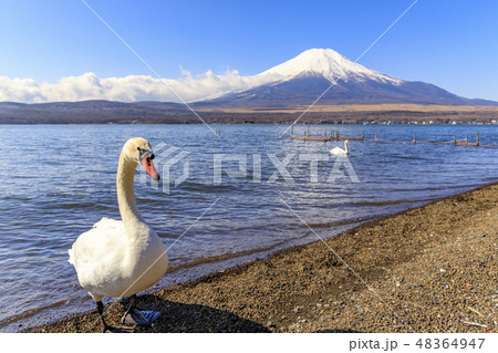 白鳥と富士山  山中湖 白鳥と富士山  山中湖 48364947