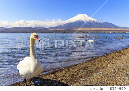 白鳥と富士山　　山中湖 48364949