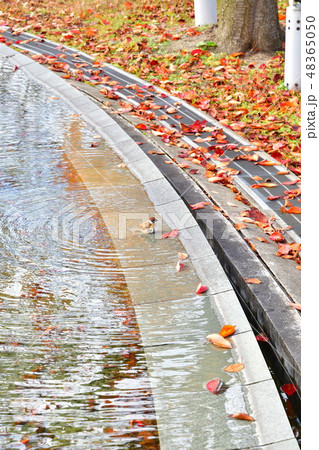 りゅーとぴあの紅葉とスズメ(新潟県) りゅーとぴあの紅葉とスズメ(新潟県) 48365050