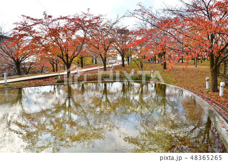 りゅーとぴあ空中庭園の紅葉(新潟県) りゅーとぴあ空中庭園の紅葉(新潟県) 48365265