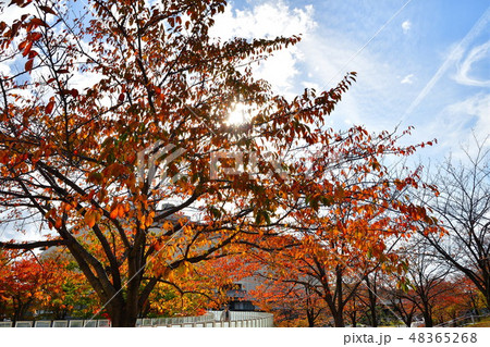 りゅーとぴあ空中庭園の紅葉(新潟県) りゅーとぴあ空中庭園の紅葉(新潟県) 48365268