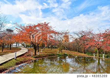 りゅーとぴあ空中庭園の紅葉（新潟県） 48365269
