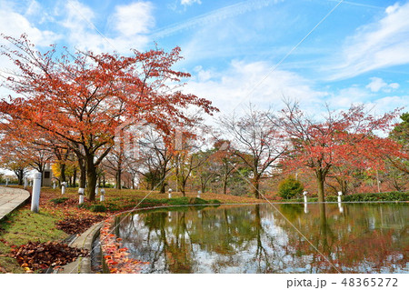 りゅーとぴあ空中庭園の紅葉(新潟県) りゅーとぴあ空中庭園の紅葉(新潟県) 48365272