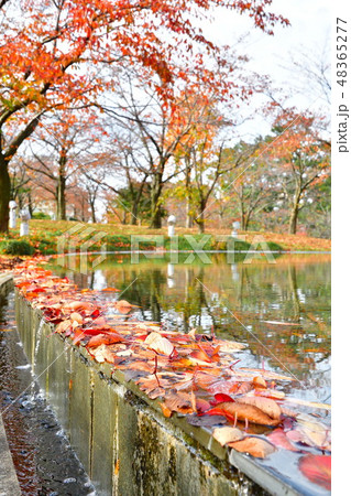 りゅーとぴあ空中庭園の紅葉（新潟県） 48365277