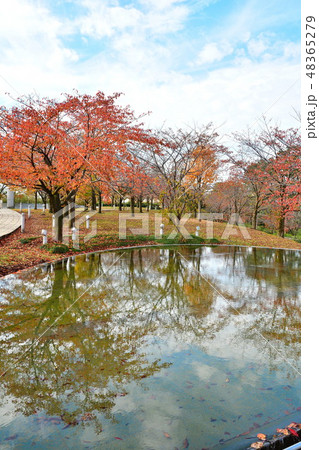 りゅーとぴあ空中庭園の紅葉(新潟県) りゅーとぴあ空中庭園の紅葉(新潟県) 48365279