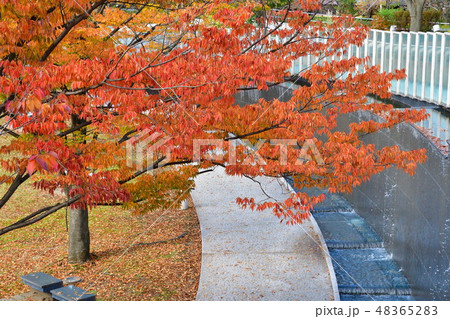 りゅーとぴあ空中庭園の紅葉(新潟県) りゅーとぴあ空中庭園の紅葉(新潟県) 48365283