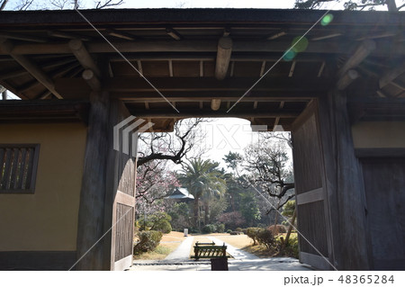 梅の花と旧吉田茂邸　大磯町 48365284