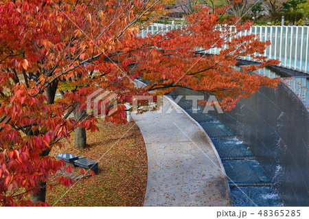 りゅーとぴあ空中庭園の紅葉(新潟県) りゅーとぴあ空中庭園の紅葉(新潟県) 48365285