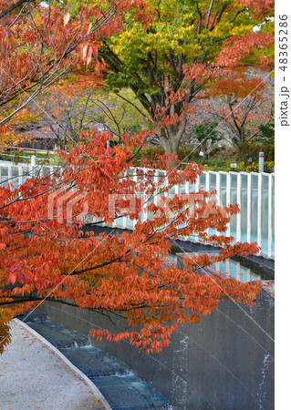 りゅーとぴあ空中庭園の紅葉(新潟県) りゅーとぴあ空中庭園の紅葉(新潟県) 48365286