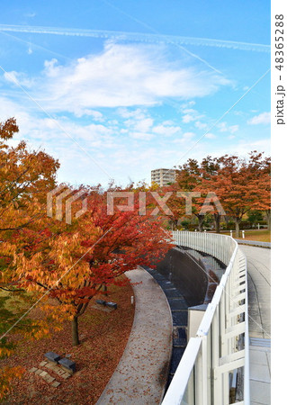 りゅーとぴあ空中庭園の紅葉（新潟県） 48365288