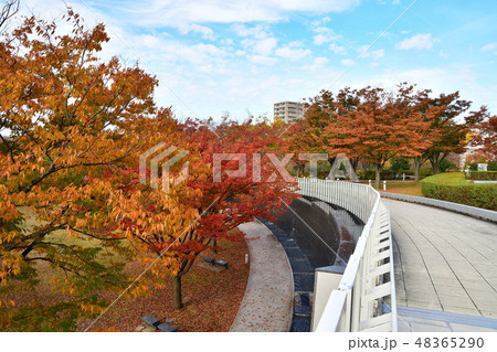 りゅーとぴあ空中庭園の紅葉(新潟県) りゅーとぴあ空中庭園の紅葉(新潟県) 48365290