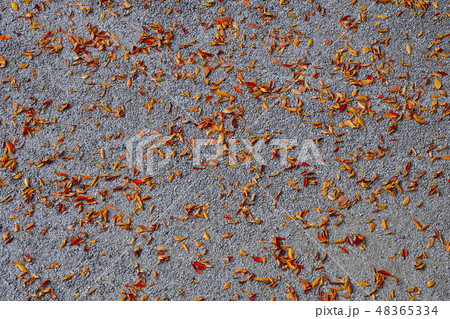 落ち葉イメージ 48365334