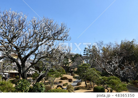 梅の花と旧吉田茂邸 大磯町 梅の花と旧吉田茂邸 大磯町 48365350