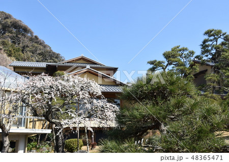 梅の花と旧吉田茂邸 大磯町 梅の花と旧吉田茂邸 大磯町 48365471