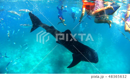 野生のジンベイザメ 水中写真 野生のジンベイザメ 水中写真 48365632