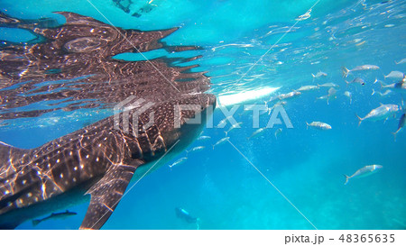 野生のジンベイザメ　水中写真 48365635