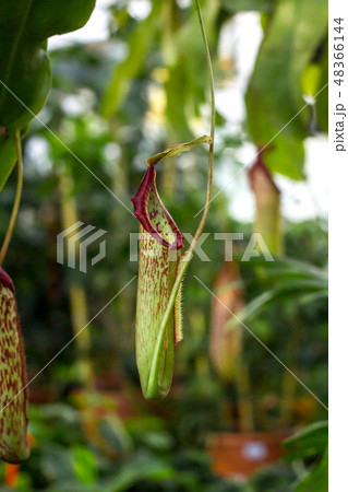 Nepenthes tropical carnivorous pitchers plants Nepenthes tropical carnivorous pitchers plants 48366144