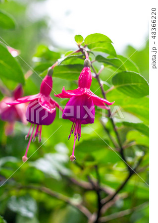 Pink Fuchsia flower hanging on branch in rain drop Pink Fuchsia flower hanging on branch in rain drop 48366220
