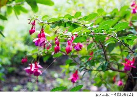 Pink Fuchsia bud on branch, selective focus 48366221