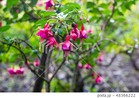 Pink Fuchsia flower hanging on branch in rain drop Pink Fuchsia flower hanging on branch in rain drop 48366222