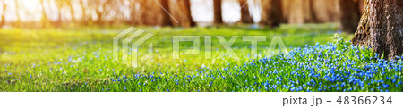 Scilla flowers in the park Scilla flowers in the park 48366234