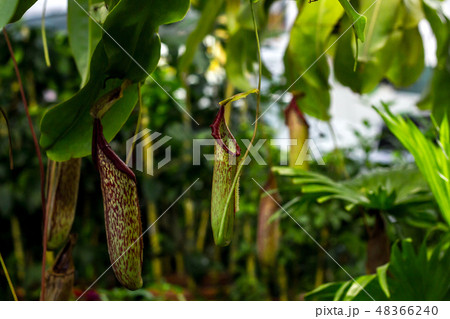 Nepenthes tropical carnivorous pitchers plants 48366240